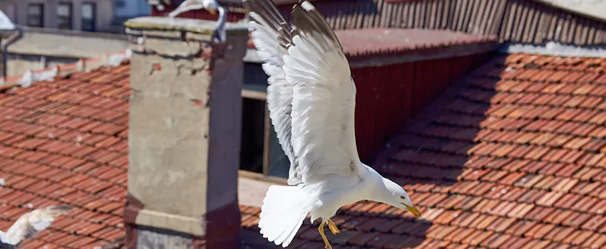 Residential Chimney Animal Removal Solution in Decatur, IL